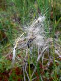 Eriophorum angustifolium