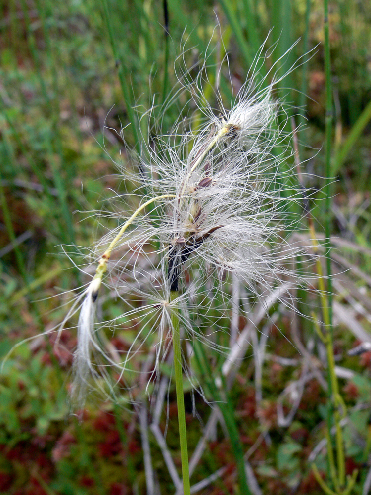 Изображение особи Eriophorum angustifolium.