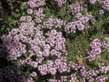 Thymus roegneri. Цветущие растения. Крым, ландшафтный заказник \"Мыс Айя\". Июнь 2004 г.