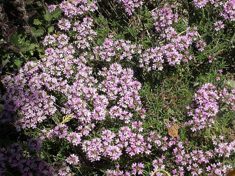 Изображение особи Thymus roegneri.