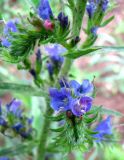 Echium vulgare. Часть соцветия. Нижегородская обл., Кстовский р-н, пойма р. Кудьма, край пашни. 14.07.2011.