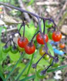 Solanum dulcamara. Соплодие с плодами на разной стадии зрелости. Татарстан, г. Казань, обсохшая отмель Куйбышевского вдхр. 11.07.2011.