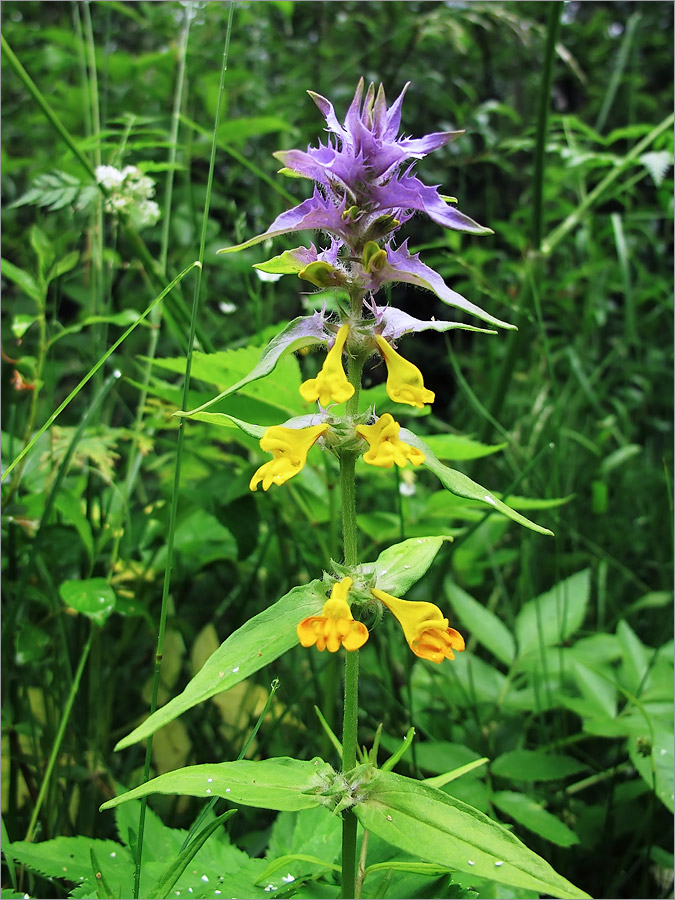 Изображение особи Melampyrum nemorosum.