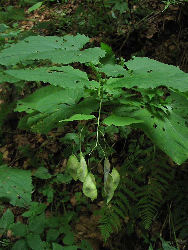 Image of Lunaria rediviva specimen.