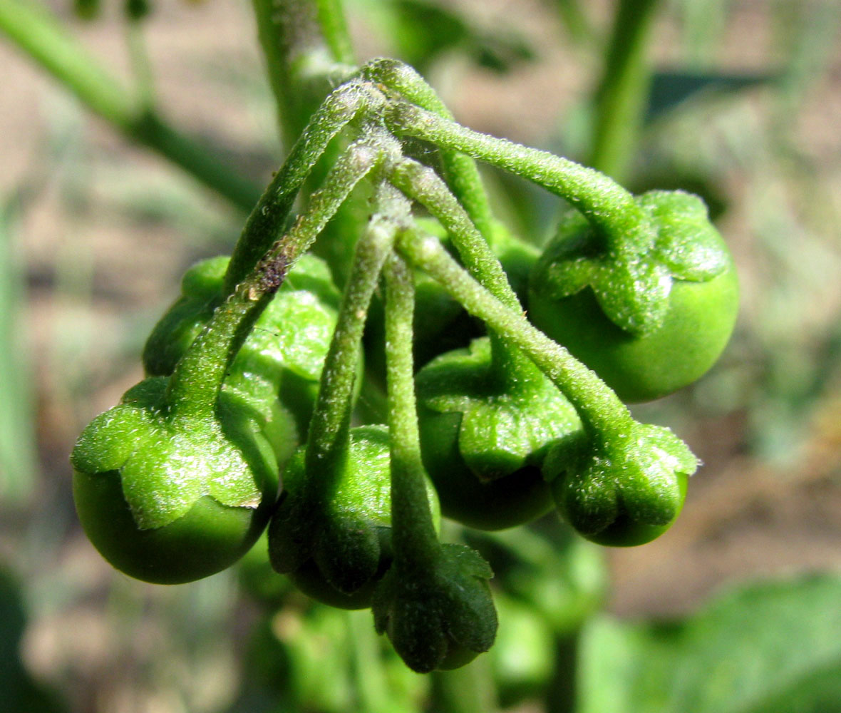 Изображение особи Solanum nigrum.