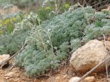 Artemisia caucasica