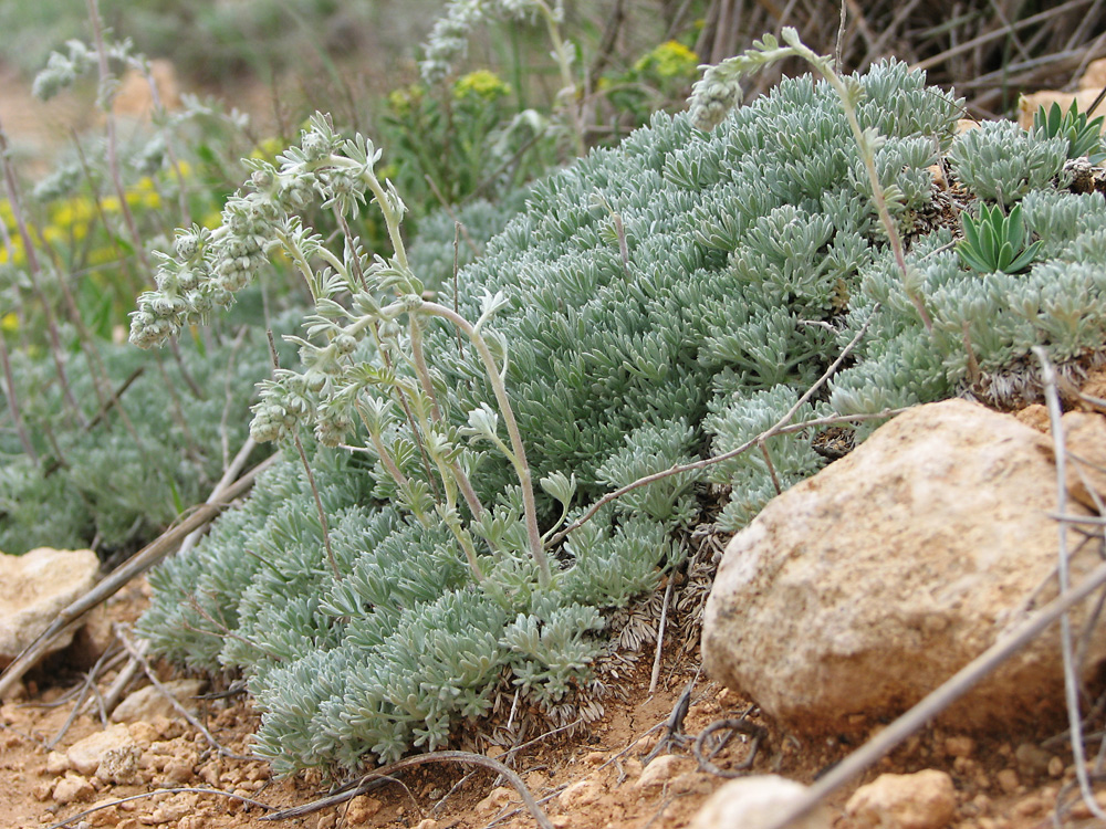 Изображение особи Artemisia caucasica.