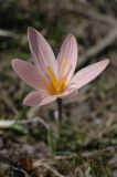 Crocus alatavicus