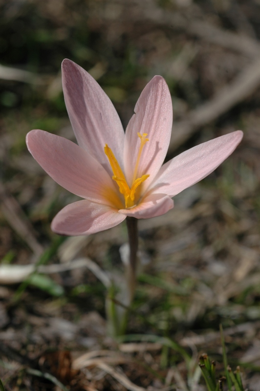 Изображение особи Crocus alatavicus.