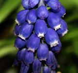 род Muscari