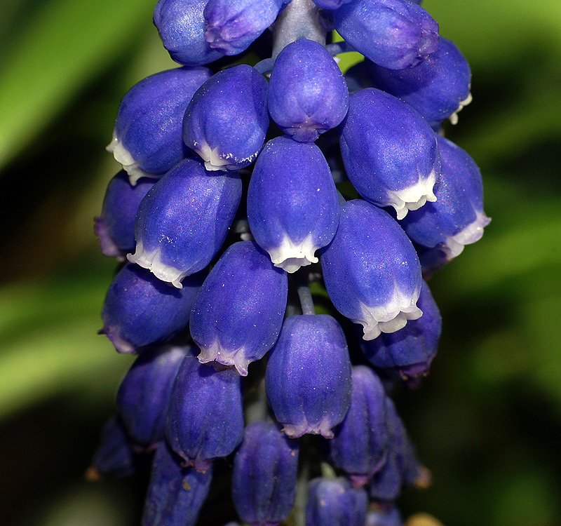 Изображение особи род Muscari.