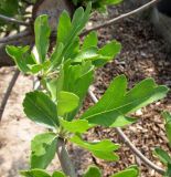 Crataegus azarolus