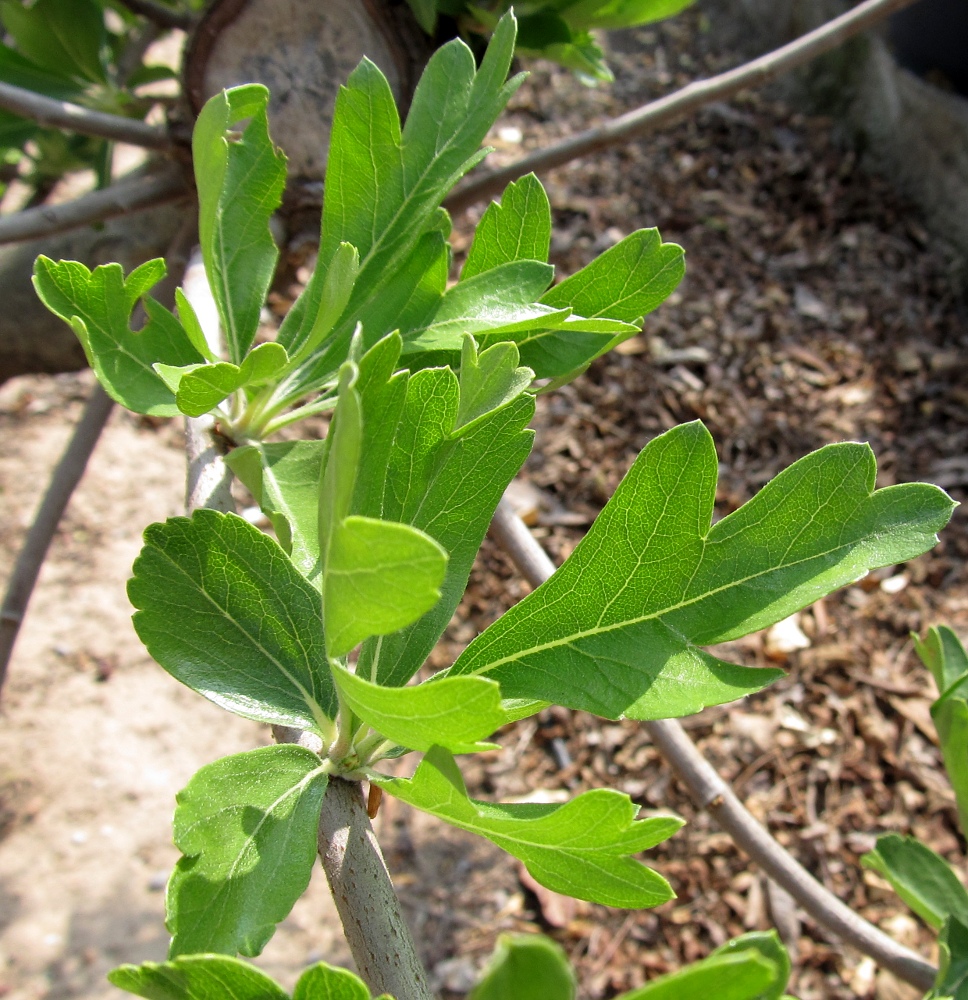 Изображение особи Crataegus azarolus.