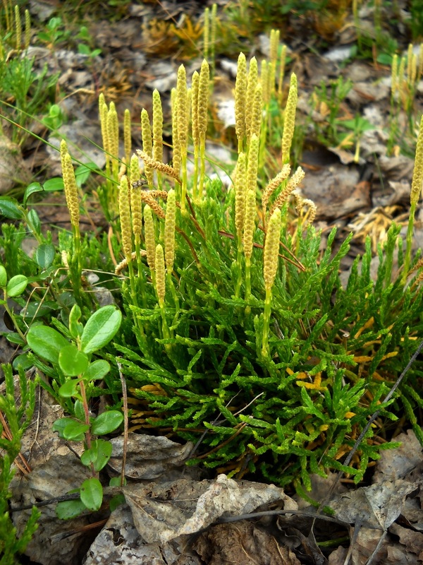 Image of genus Diphasiastrum specimen.