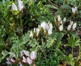 Astragalus megalanthus. Верхушка растения с соцветиями. Казахстан, Восточно-Казахстанская область; Западный Алтай, скл. Ульбинского хребта, окр. с.Ушановское. 02.05.2012.