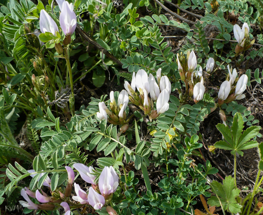 Image of Astragalus megalanthus specimen.