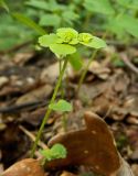 Chrysosplenium alternifolium. Верхушка растения с завязавшимися плодами. Смоленская обл., Смоленский р-н, долина Удры. 07.05.2012.