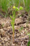 Ranunculus arvensis. Цветущее и плодоносящее растение. ЮЗ Крым, Варнаутская долина, окр. с. Гончарное. 13 мая 2012 г.