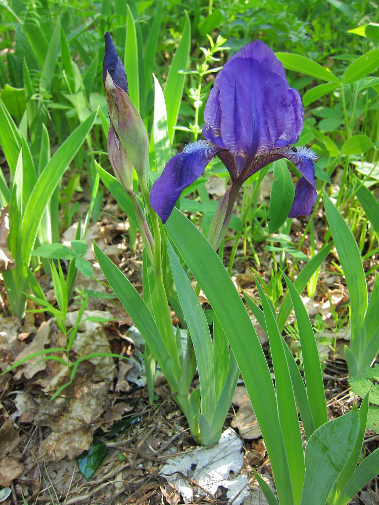 Изображение особи Iris aphylla.