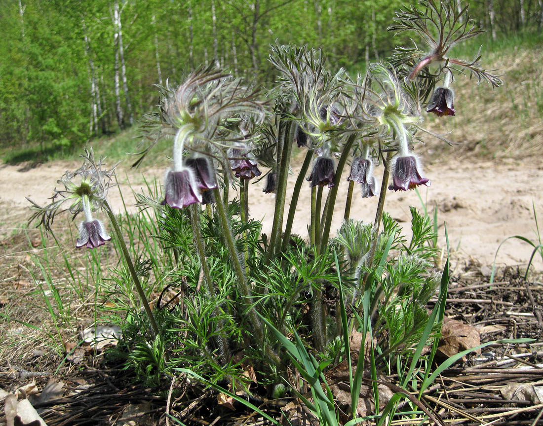 Изображение особи Pulsatilla pratensis.