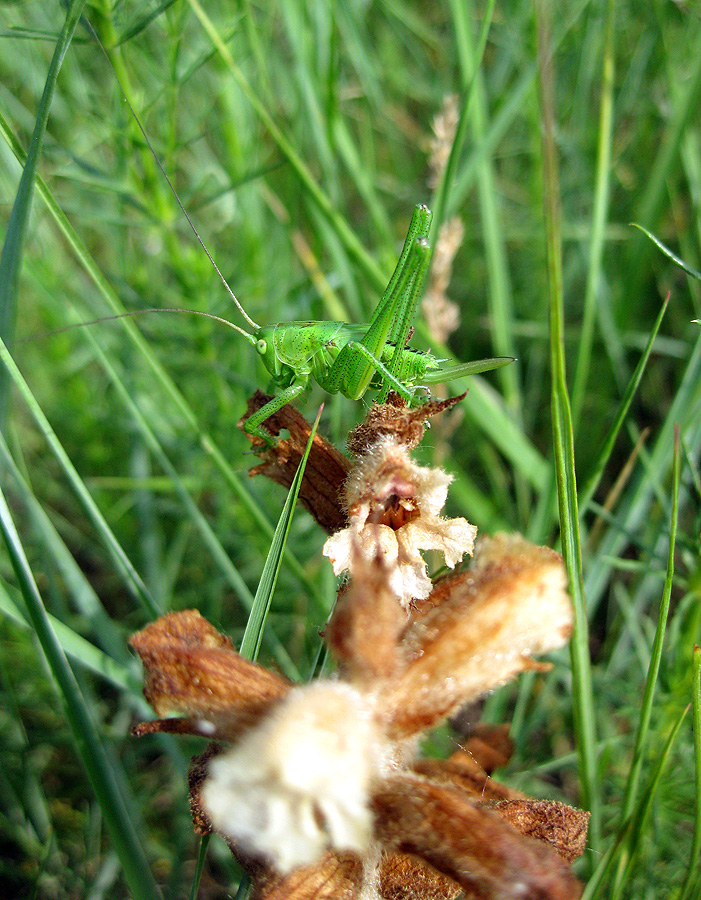 Изображение особи Orobanche caryophyllacea.