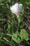 Convolvulus betonicifolius