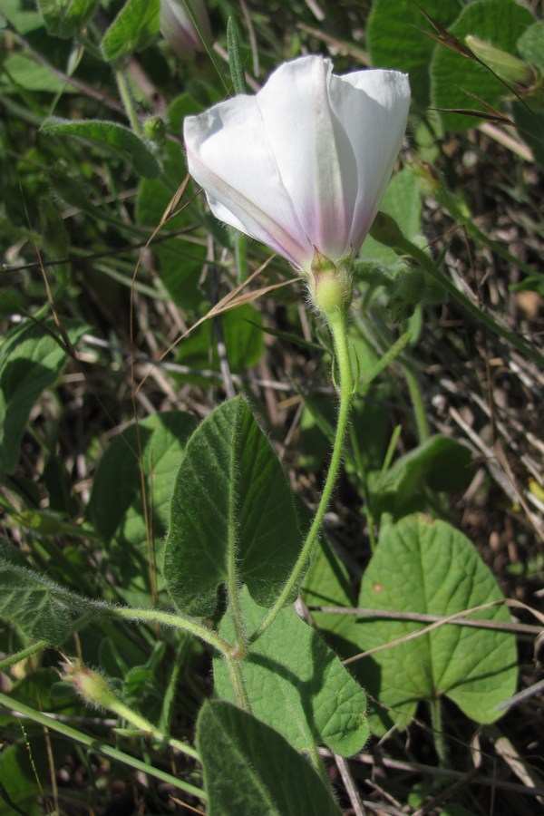 Image of Convolvulus betonicifolius specimen.