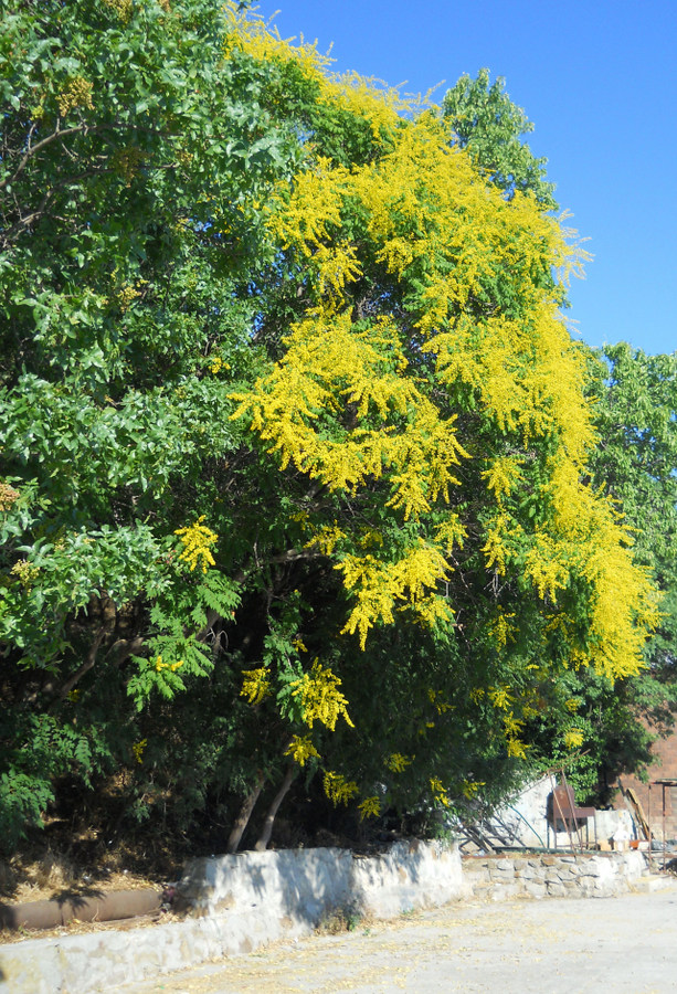 Изображение особи Koelreuteria paniculata.