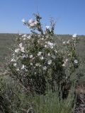 Convolvulus fruticosus. Цветущее растение в серополынной пустыне. Казахстан, Актюбинская обл., Шалкарский р-н, южнее пос. Берчогур (Биршагыр); горы Мугоджары, восточный макросклон, пологий склон сопочного увала; пятно серополынника среди сухой бедноразнотравно-ковыльной степи. 18.05.2012.