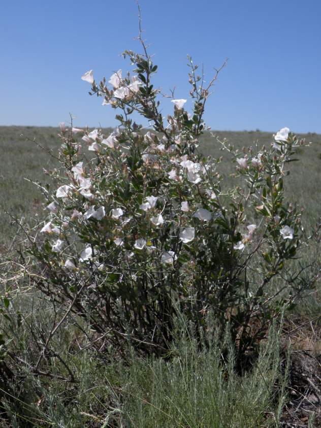 Image of Convolvulus fruticosus specimen.