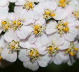 Achillea millefolium