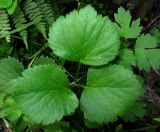 Aegopodium latifolium