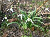 Galanthus nivalis