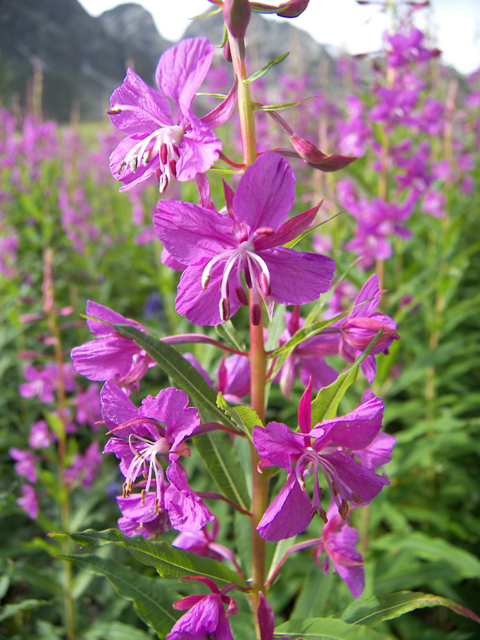 Image of Chamaenerion angustifolium specimen.