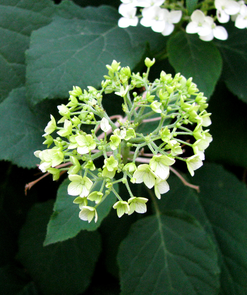 Изображение особи Hydrangea arborescens.