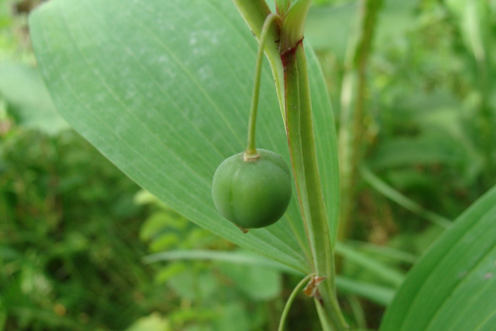 Image of Polygonatum odoratum specimen.