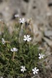 Silene guntensis. Цветки. Южный Казахстан, хр. Боролдайтау, ущ. Кенозен; 1020 м н.у.м. 01.05.2012.