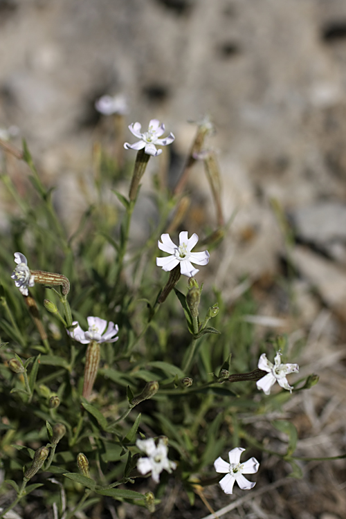 Image of Silene guntensis specimen.