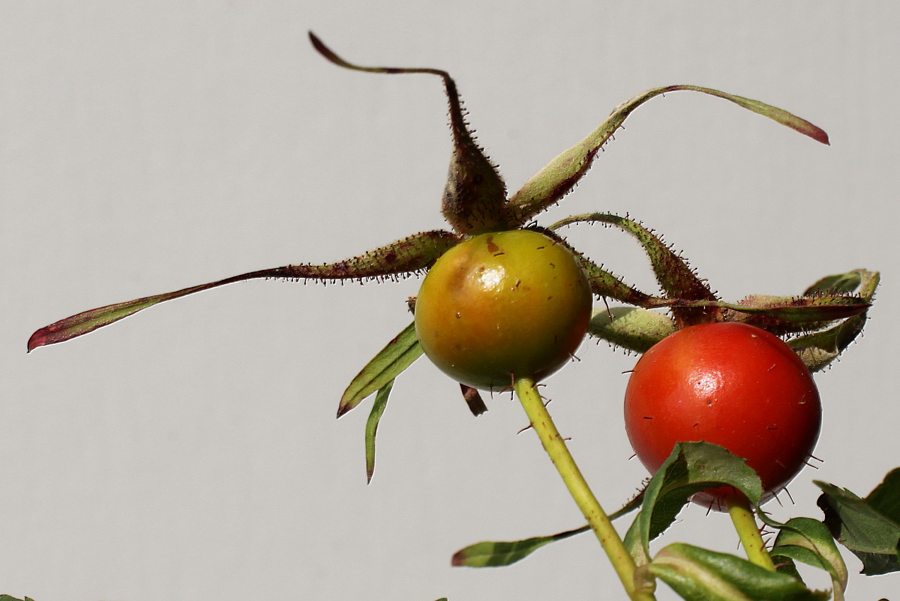 Image of Rosa carolina specimen.