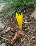 Sternbergia colchiciflora