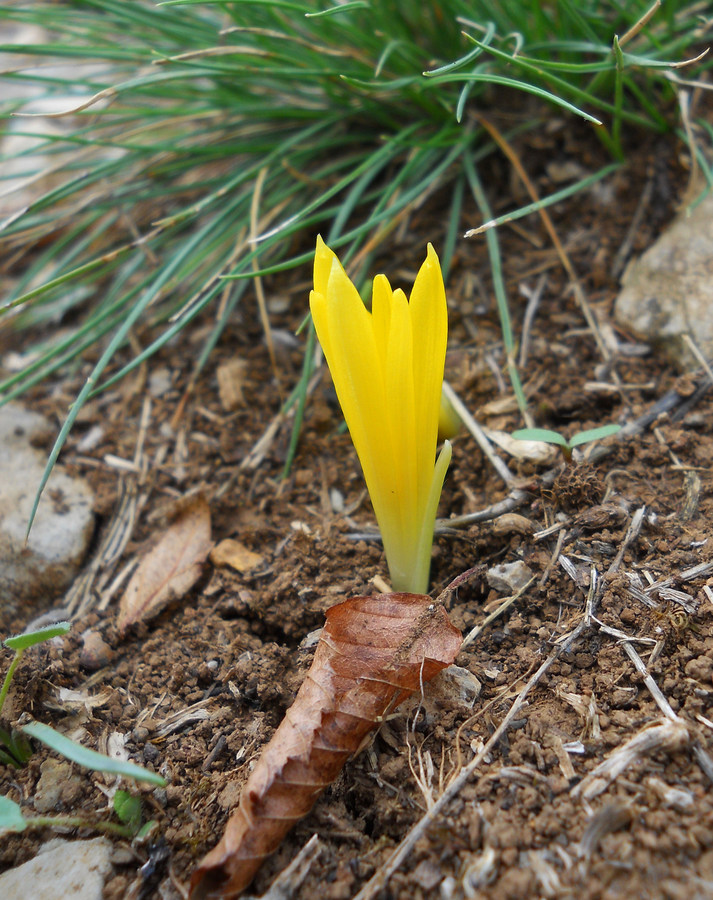 Изображение особи Sternbergia colchiciflora.