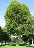 Platanus orientalis. Плодоносящее дерево. Австрия, Вена, Народный парк. 10.09.2012.