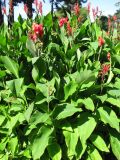 genus Canna. Цветущие растения. Австрия, Вена, парк Ратхаус. 10.09.2012.