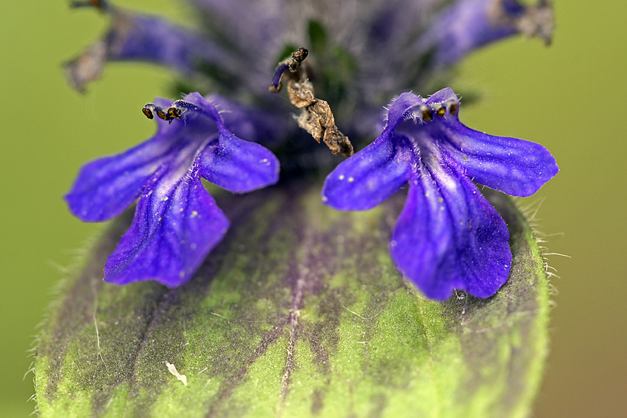 Image of Ajuga reptans specimen.