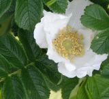 Rosa rugosa