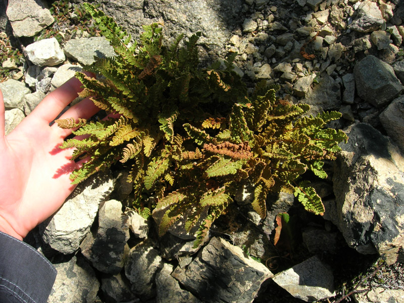 Image of Woodsia ilvensis specimen.