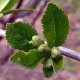 Cerasus vulgaris. Листья и бутоны. Свердловская обл., окр. г. Североуральск, дачный участок. 27.05.2012.