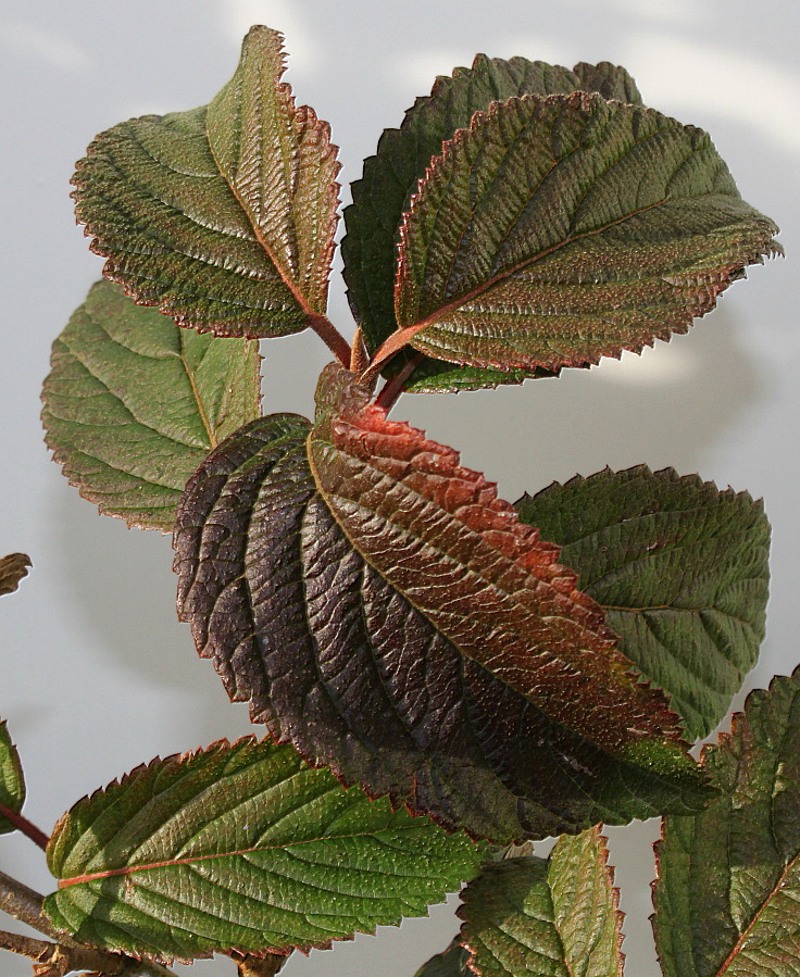 Image of Viburnum plicatum specimen.