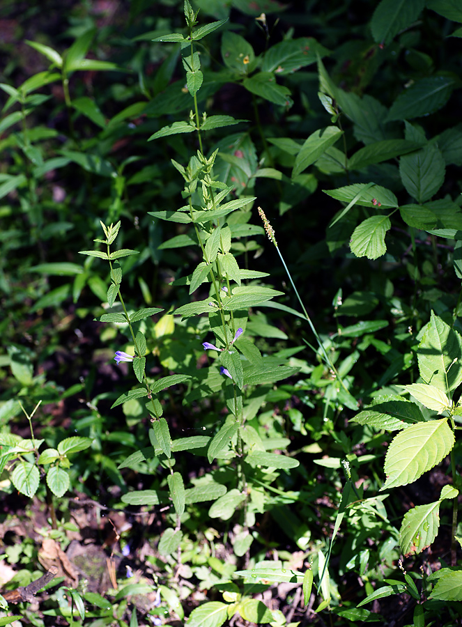 Image of Scutellaria galericulata specimen.