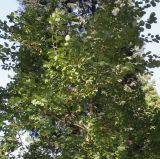 Exochorda racemosa